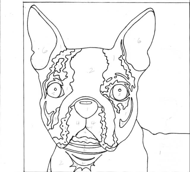 boston terrier